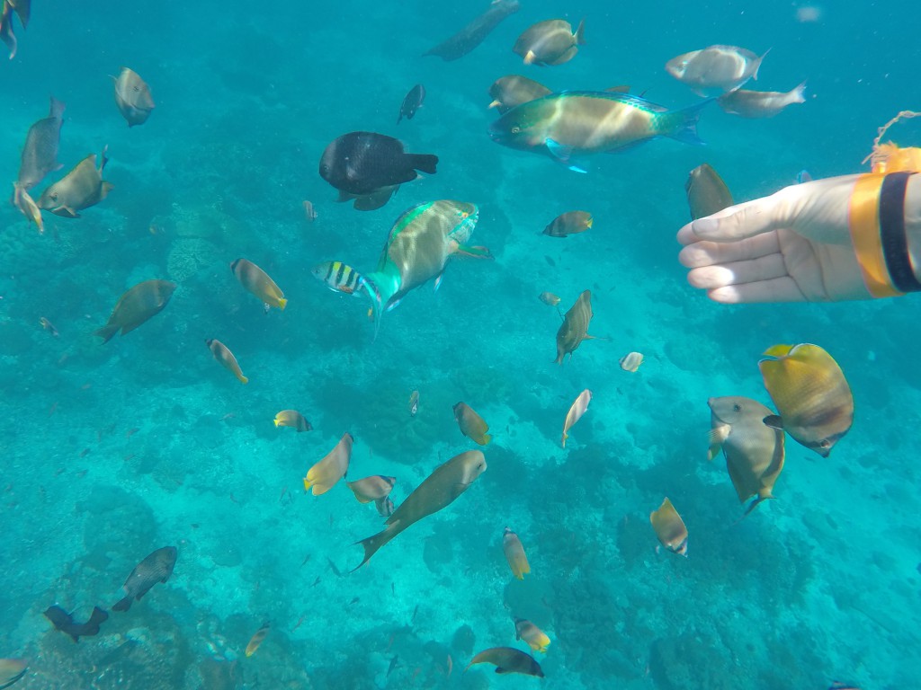 DCIM100GOPROGOPR4509.