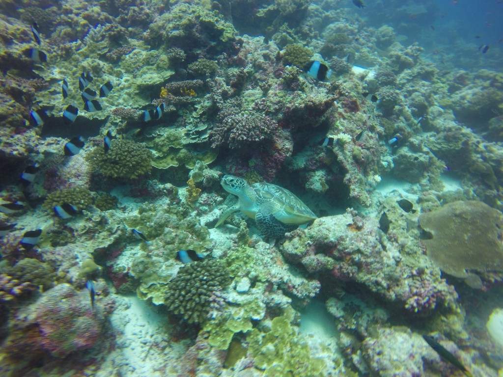 DCIM100GOPROGOPR4918.