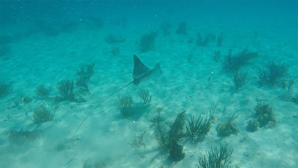Tobacco Caye10