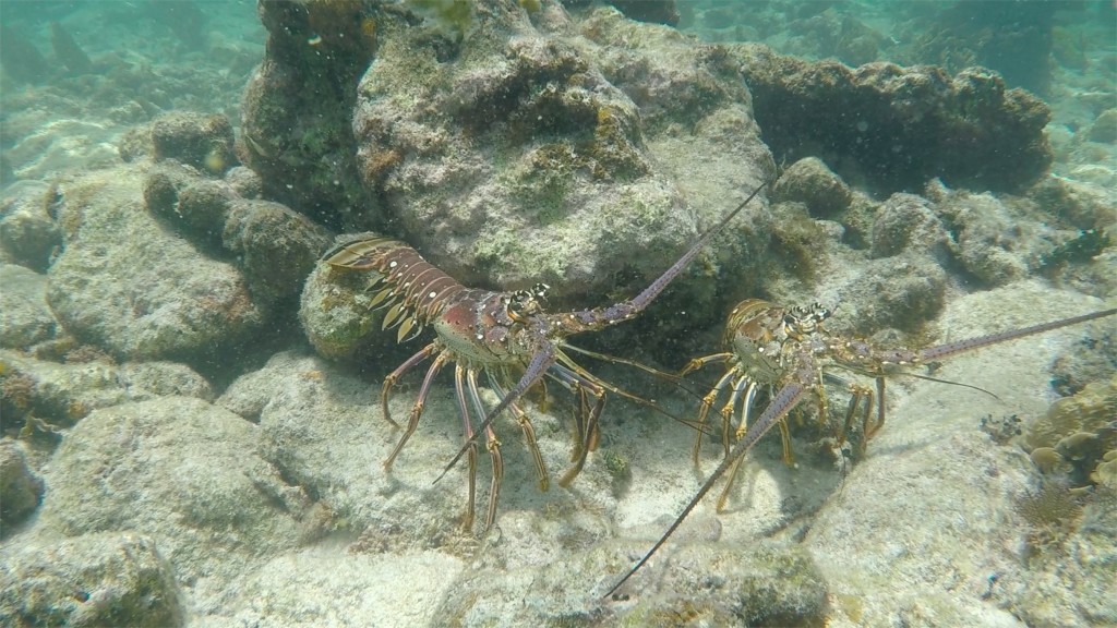 Tobacco Caye6