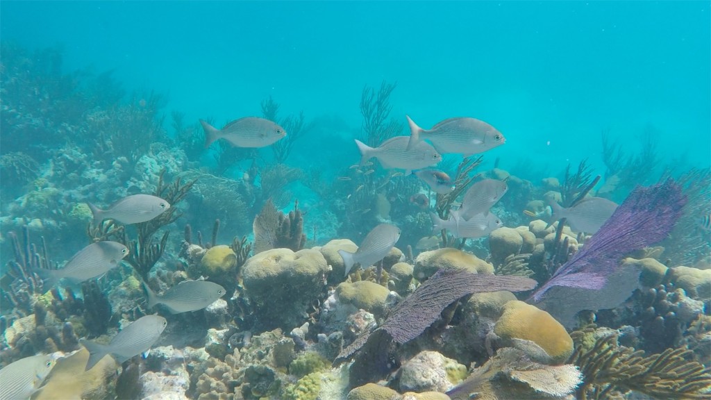 Tobacco Caye9