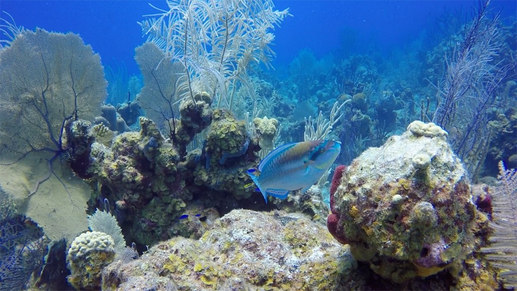 diving 11