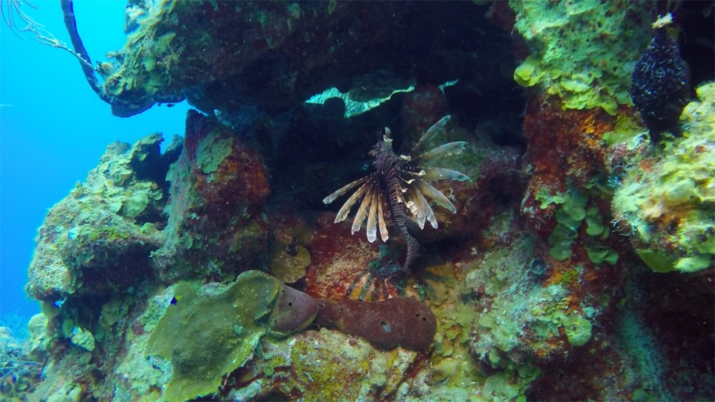 diving 15
