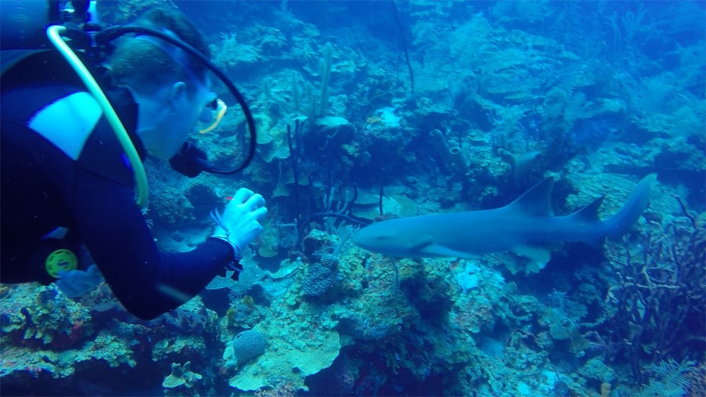 diving 3