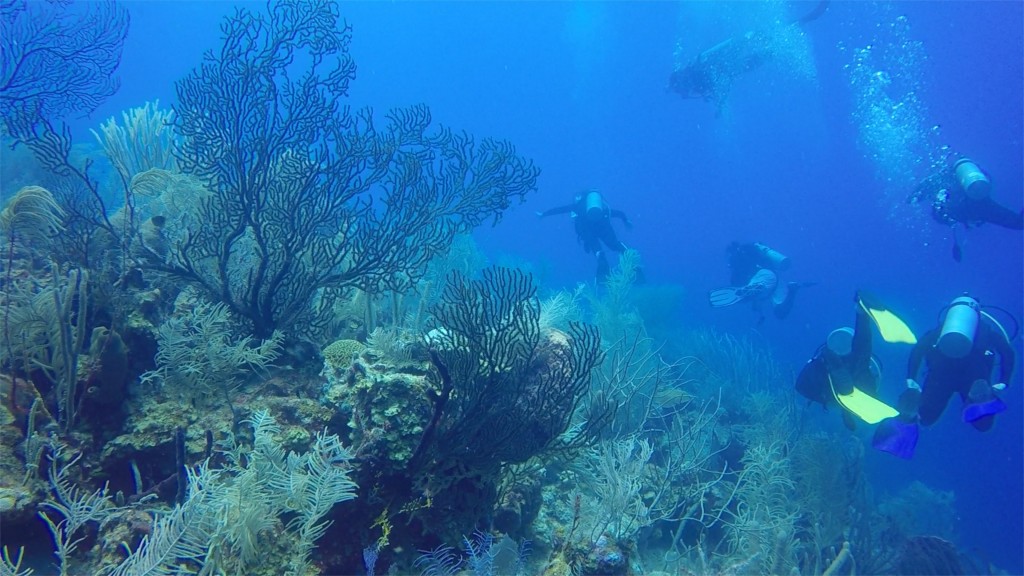 diving 6