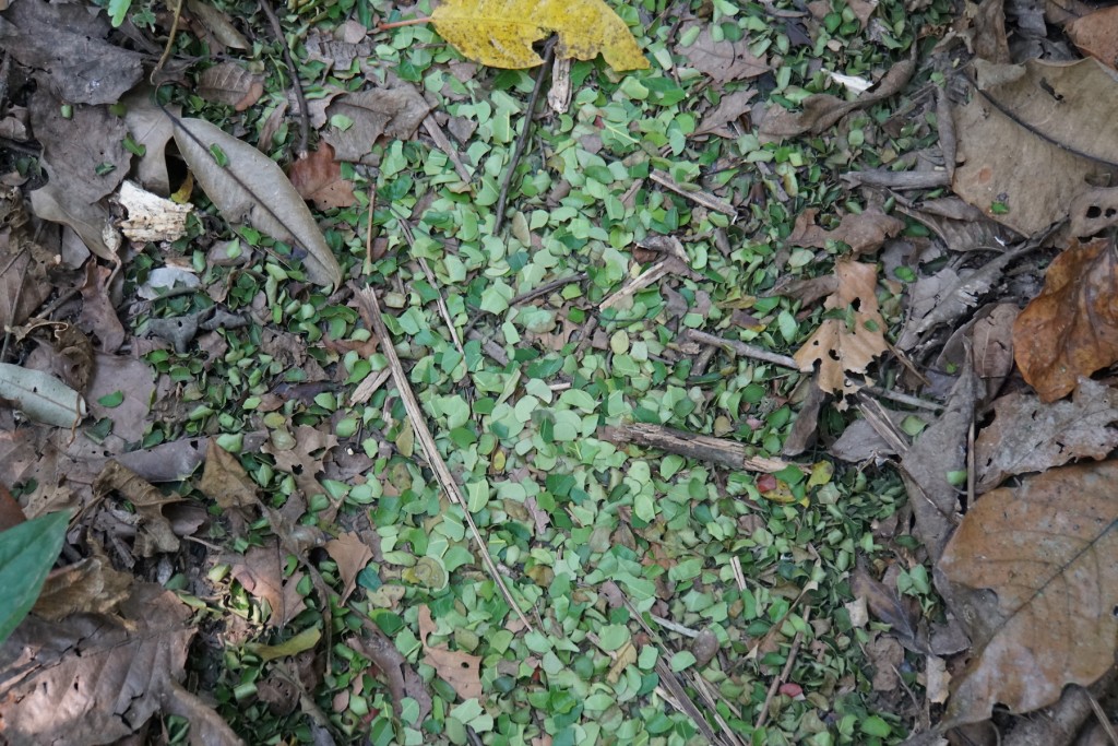 DSC04371